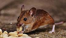 24 Hour & Emergency Exterminators in Kaiser Foundation Health, CA